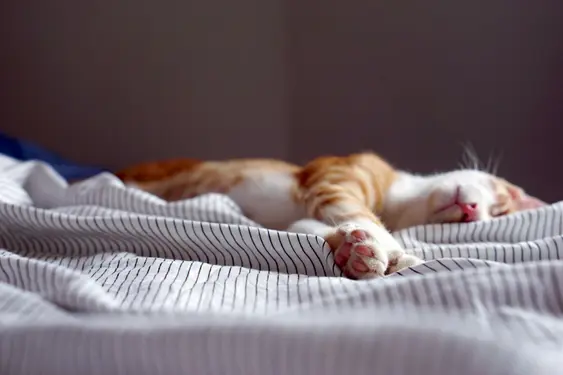 orange tabby cat laying on striped bed with paw in foreground