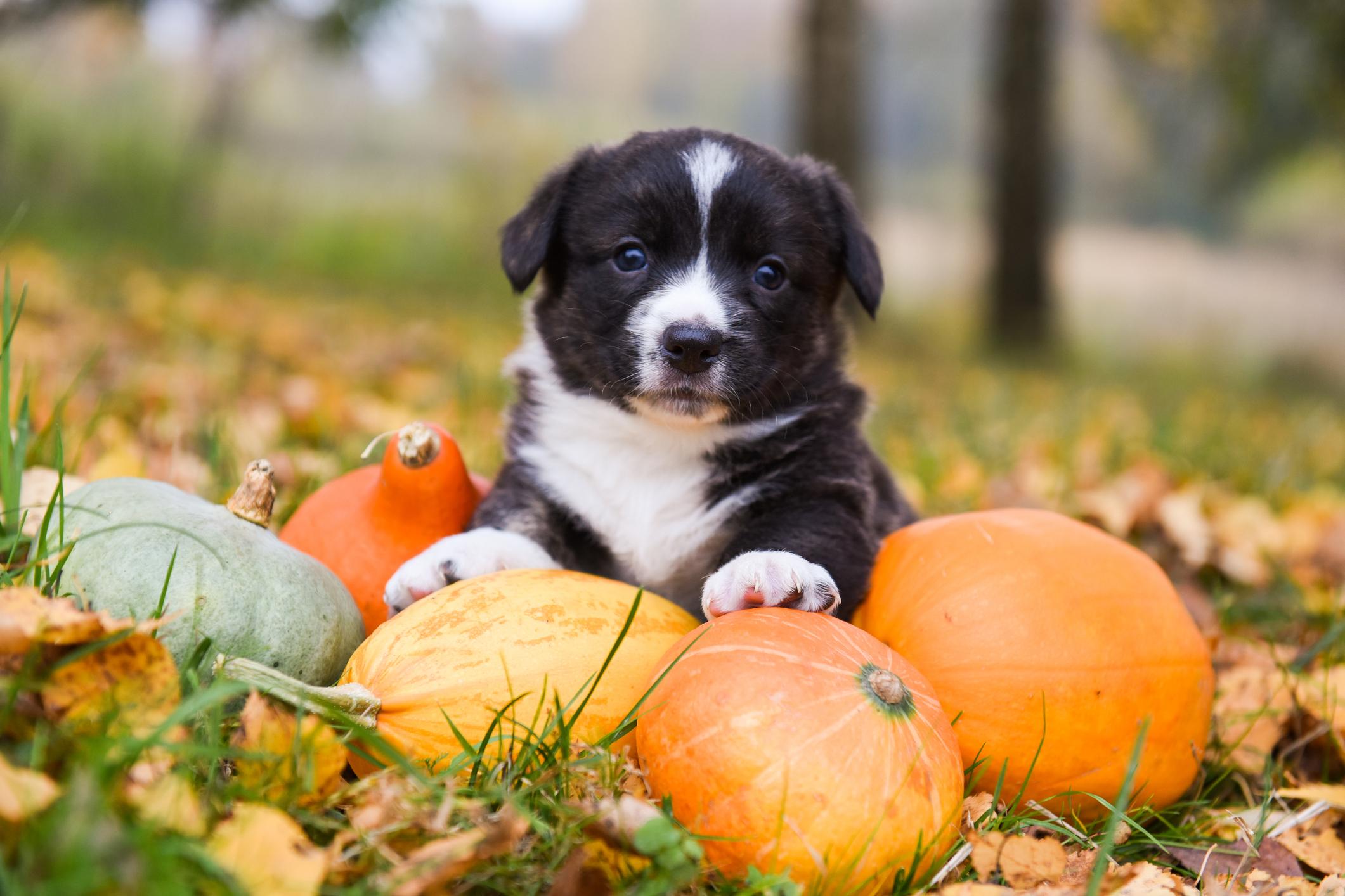 A Corgi lays on some small pumpkins in a field