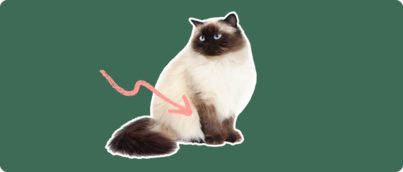 A Himalayan cat cut out with a white outline on a green background with a pink arrow pointing to its lower mid section