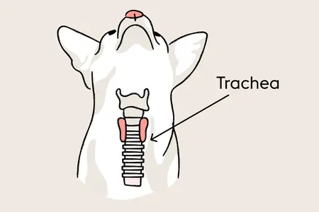 An anatomical illustration of a dog's neck showing the trachea