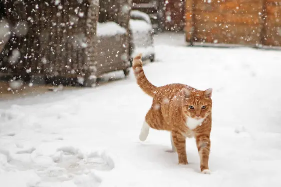 Ginger cat walking through the snow