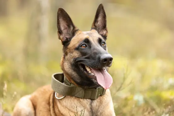 Image of a brown Belgian Malinois panting outside