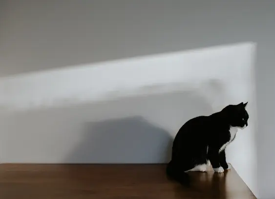 Image of a Black cat staring at the wall