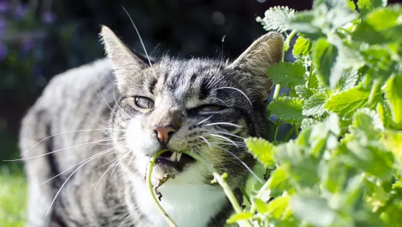 A grey cat outside eating catnip