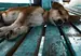 Dog lying down