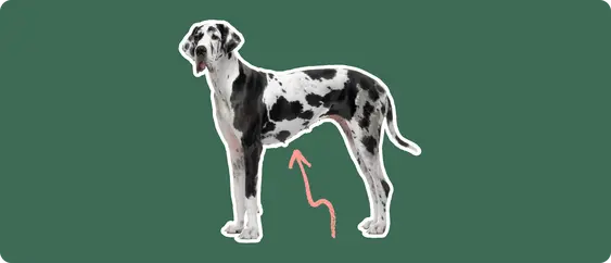 Great Dane