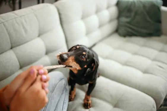 Dachshund playing tug of war with owner on gray couch
