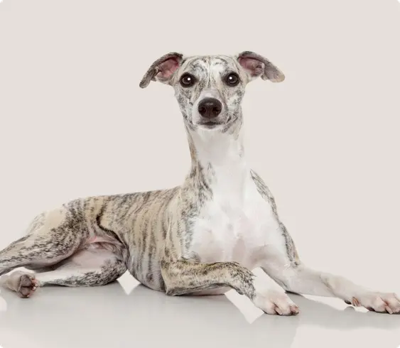 Whippet