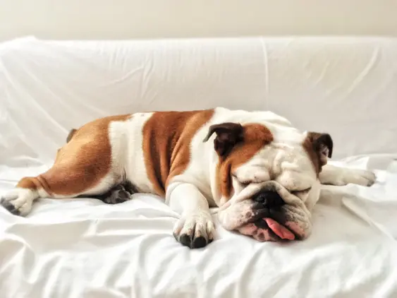 A bulldog sleeps on a white blanket put over a sofa