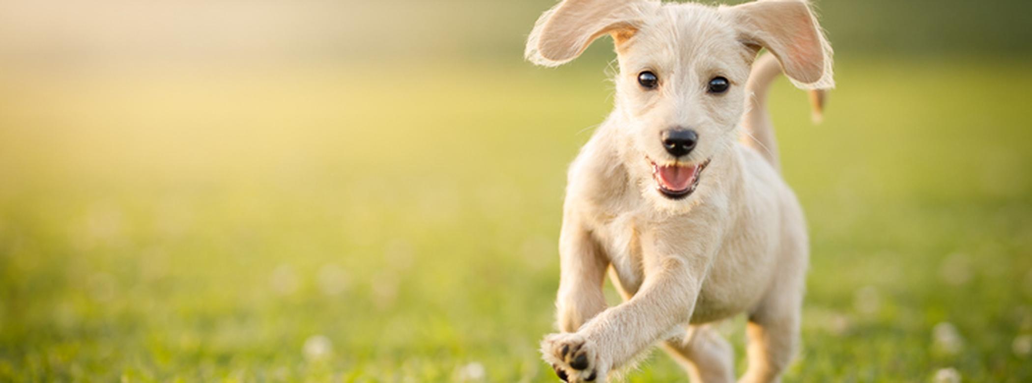 Dog running
