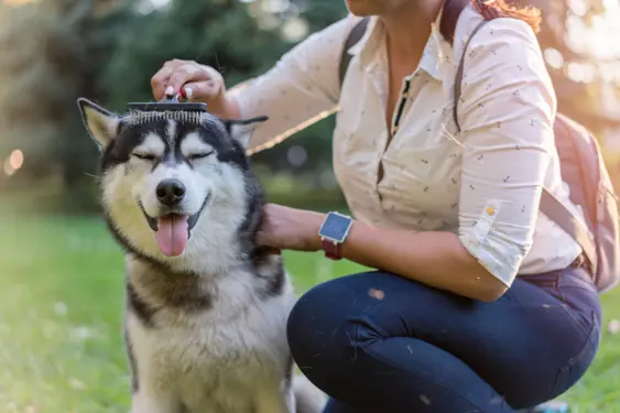 Image of a husky being brushed