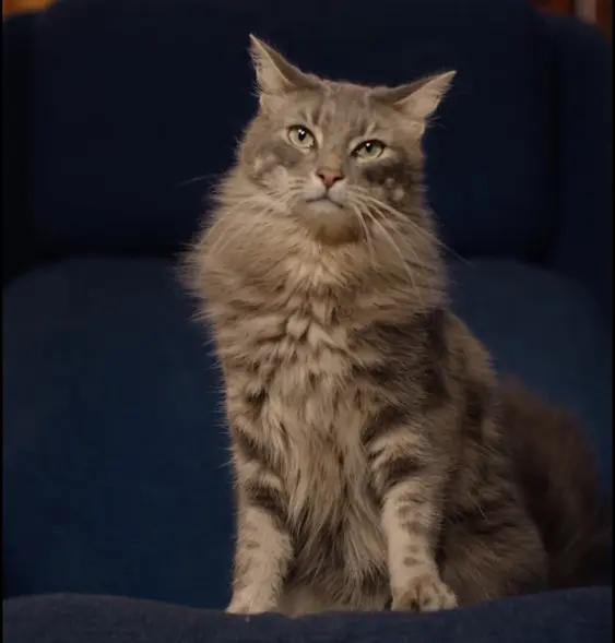 Moggie Scooter