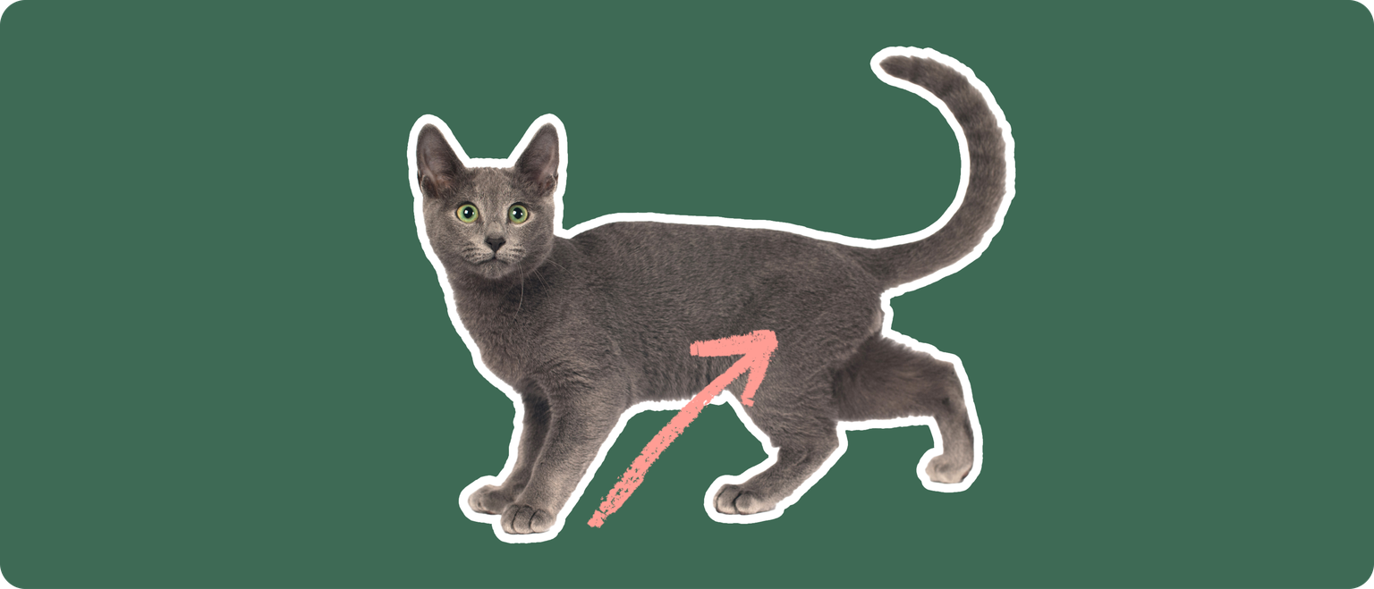 Russian Blue