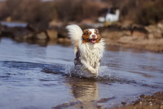 A Border Collie runs through a pool, they looks excited with an open mouth and a smiling expression