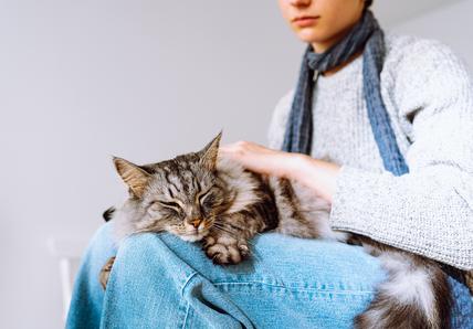 Cat sitting on someones lap