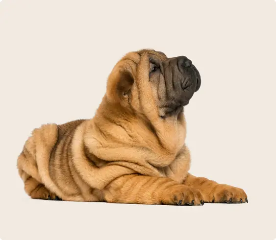 Image of a brown Shar Pei lying down and looking upwards