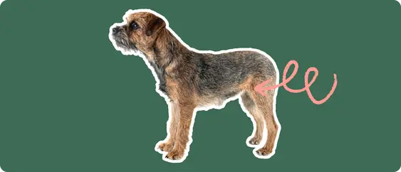 Border Terrier