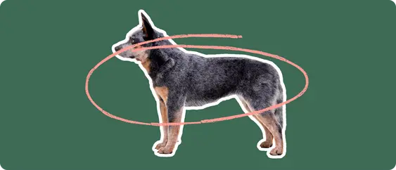 A robust Australian Cattle Dog with a distinctive mottled coat, standing profile. A pink looped line encircles the dog's midsection against a dark green background, indicating a concern for skin allergies in the breed.