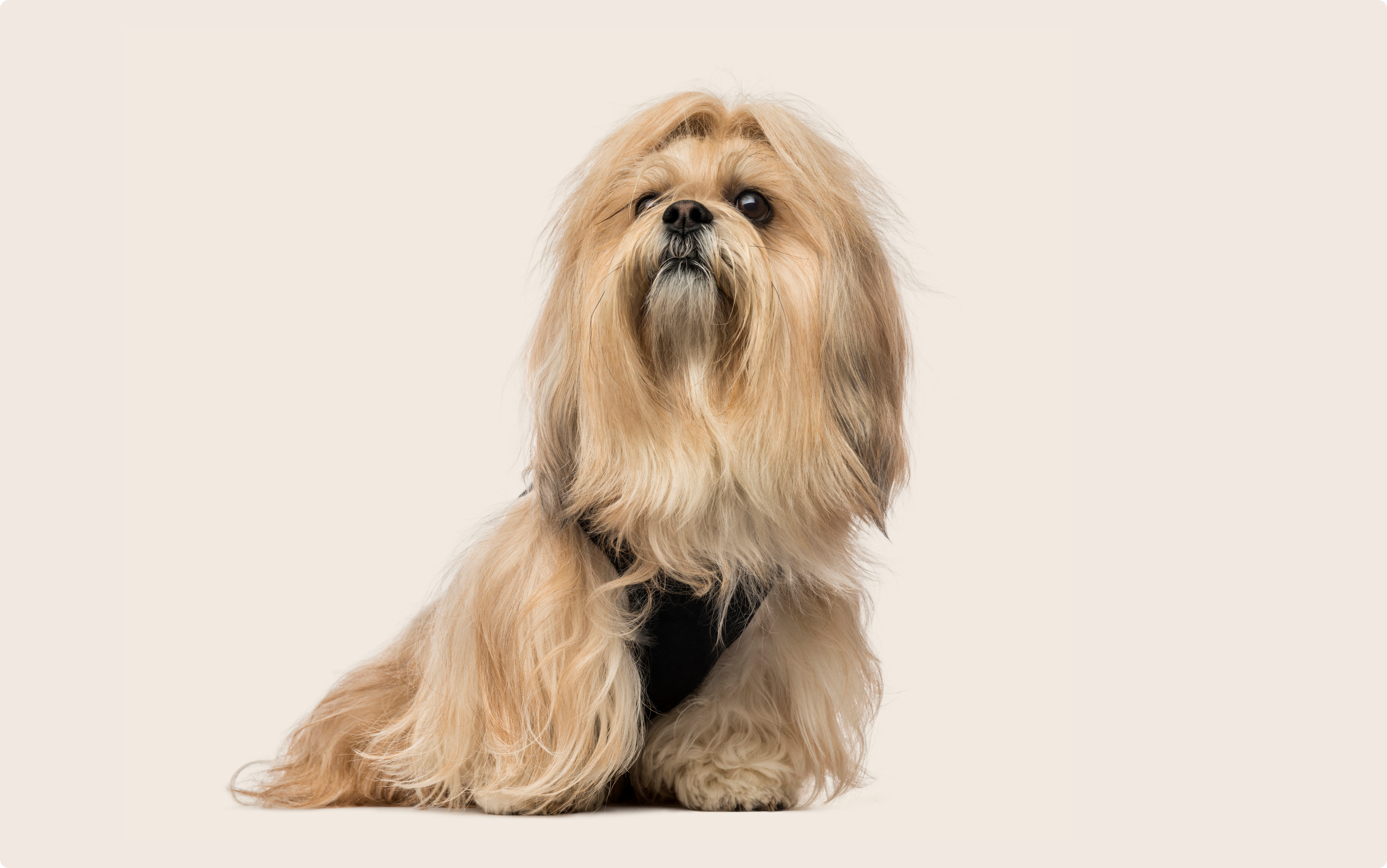 Lhasa Aspo
