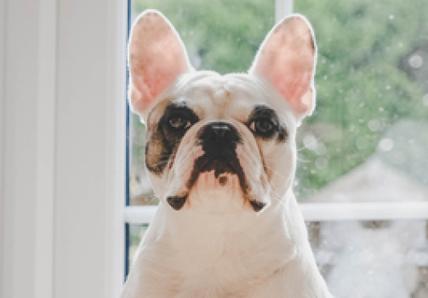 dog by the door