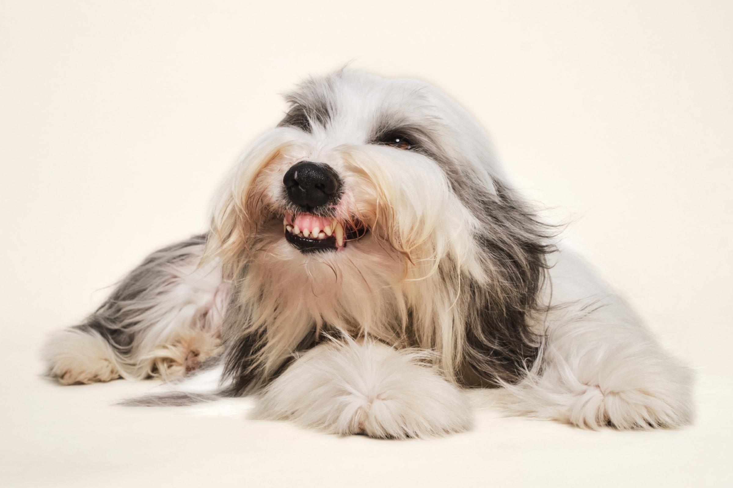 Dog showing his teeth