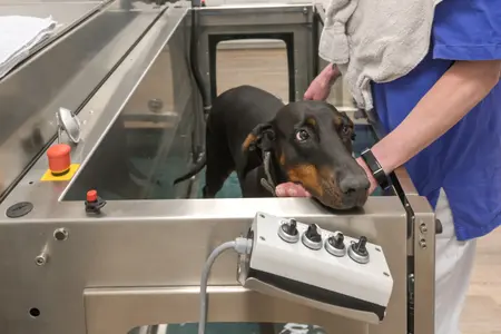 dog hydrotherapy