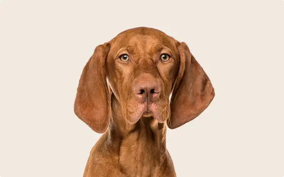 Vizsla