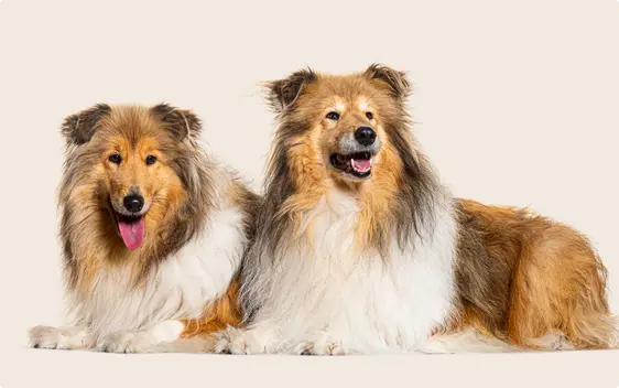 Two adult Rough Collies laying next to each other, on a beige background.