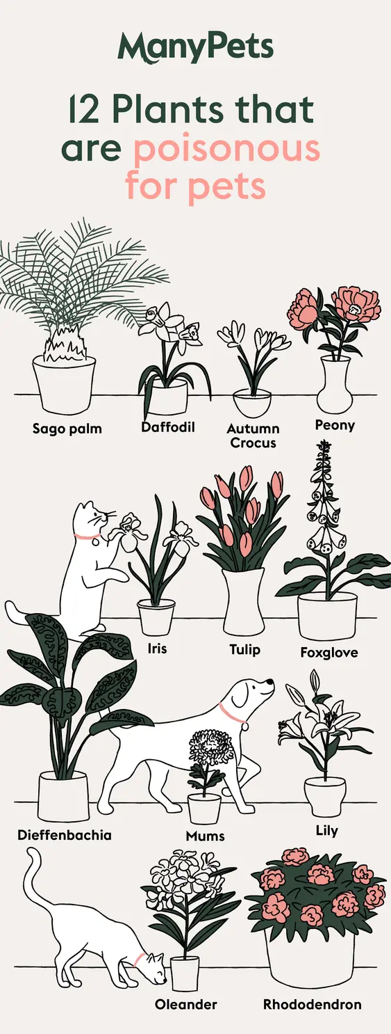 12 poisonous plant for pets