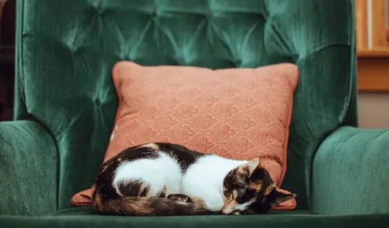 old calico cat curled up on green velvet chair and salmon colored pillow