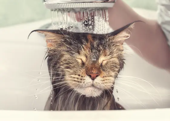 Cat being showered