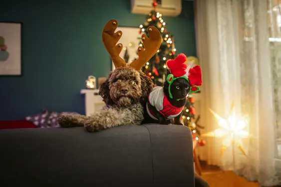a dog and a cat celebrate Christmas