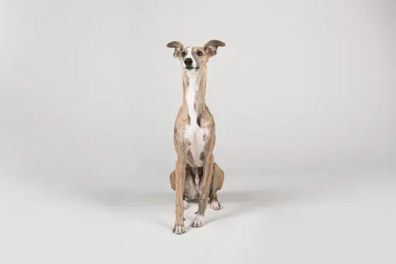 greyhound sitting on gray background