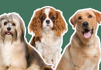 A Boxer dog, Havanese, King Charles Spaniel, Labrador, and Beagle all cut out with a white outline, on a solid green background
