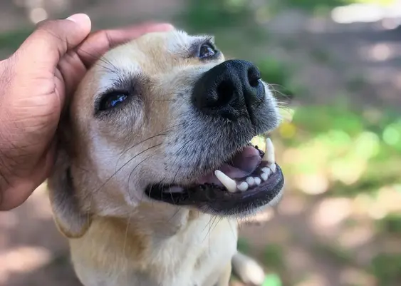 Owner petting dog on the head