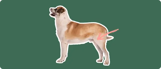 A Great Pyrenees cut out with a white outline, with a pink arrow pointing to it's back hip, on a solid green background