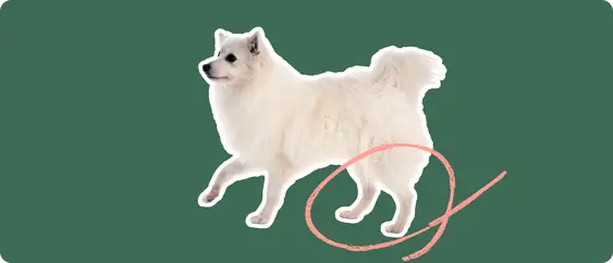 The sideview of a fluffy white American Eskimo dog cut out with a white outline, with a pink circle around it's back legs, on a solid green background