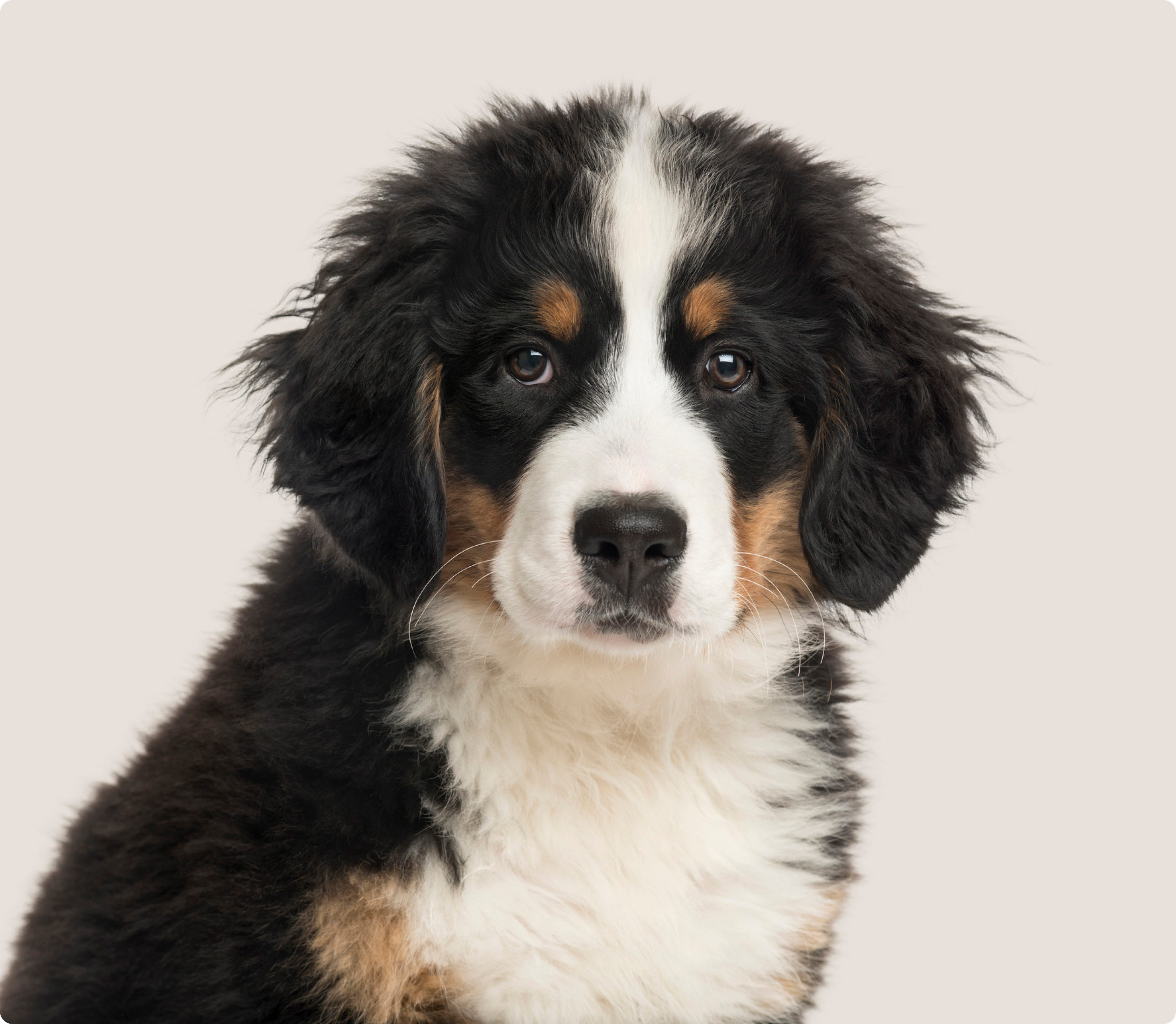Bernese Mountain Dog