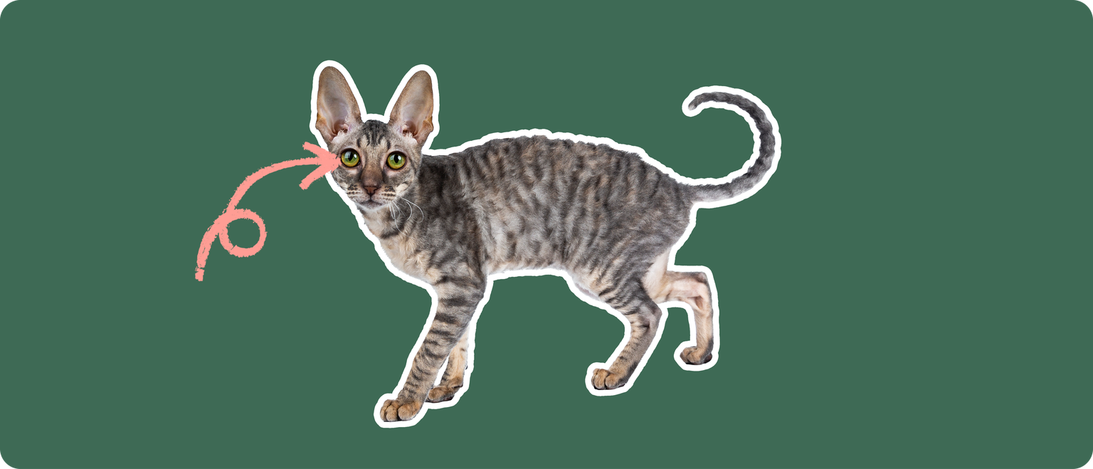 A Cornish rex cat cut out with a white outline, with a pink arrow pointing to it's eye, on a solid green background