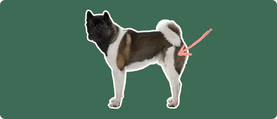 A brown and white Akita dog cut out, with a white outline, with a pink arrow pointing to it's back hip, on a solid green background