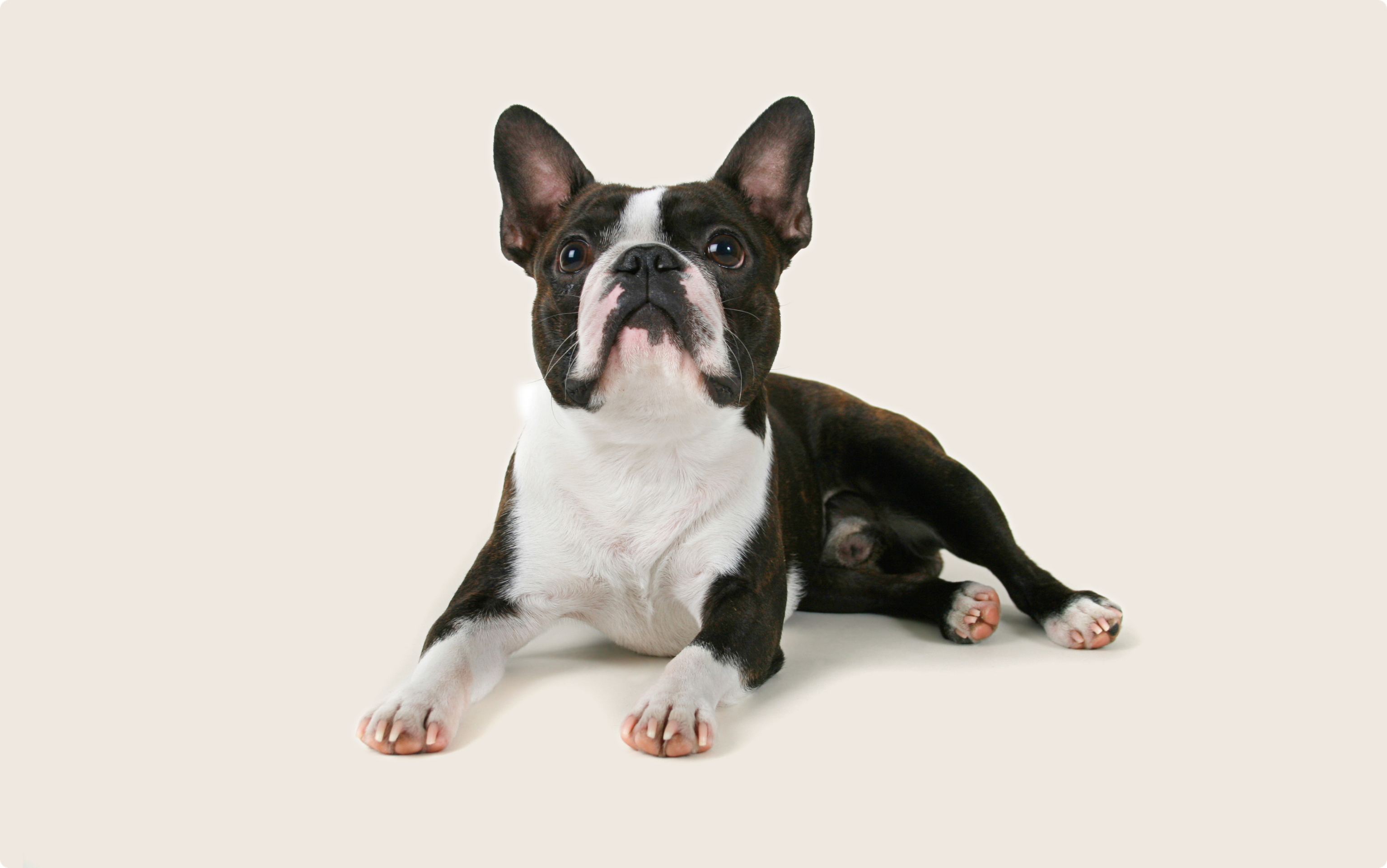 Boston Terrier