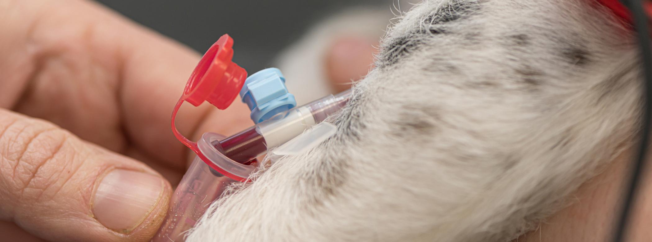 Dog blood donor