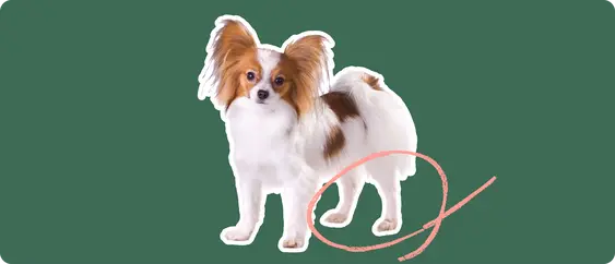 Papillon with a pink circle drawn over its knee
