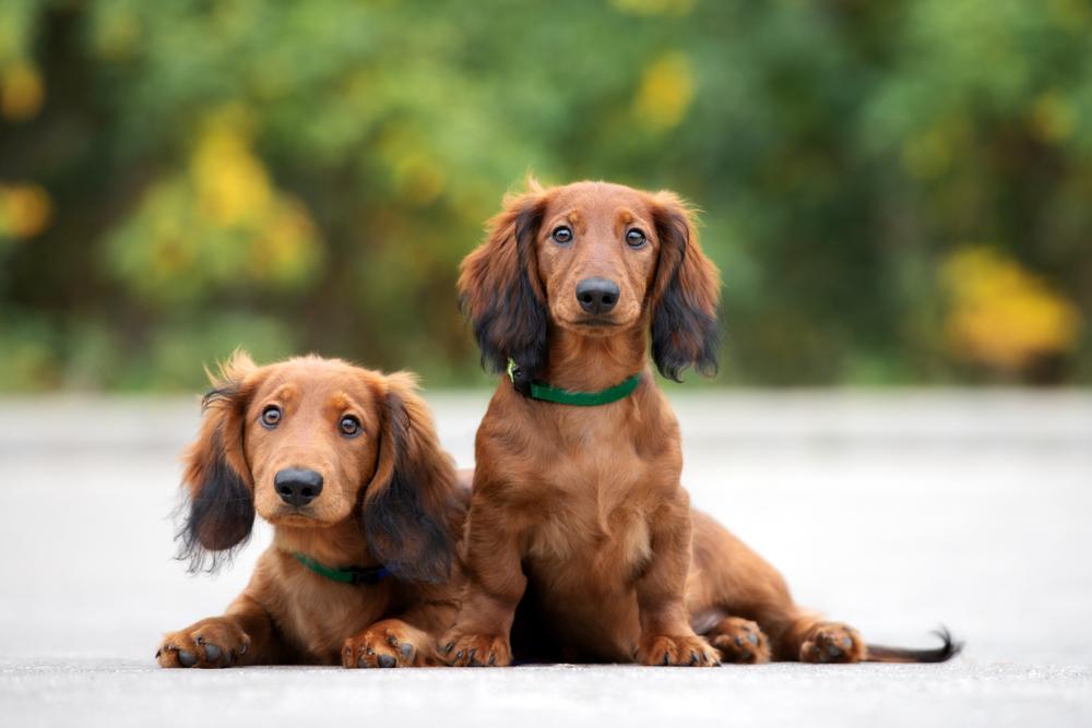 Dachshunds