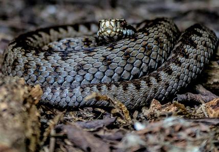 Image of an adder in the grass