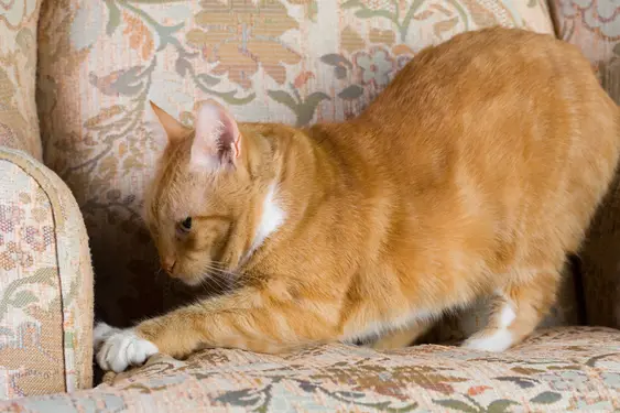 Image of a ginger cat scratching a sofa