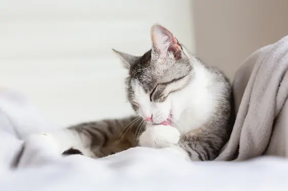 Brown-and-white cat licking themselves