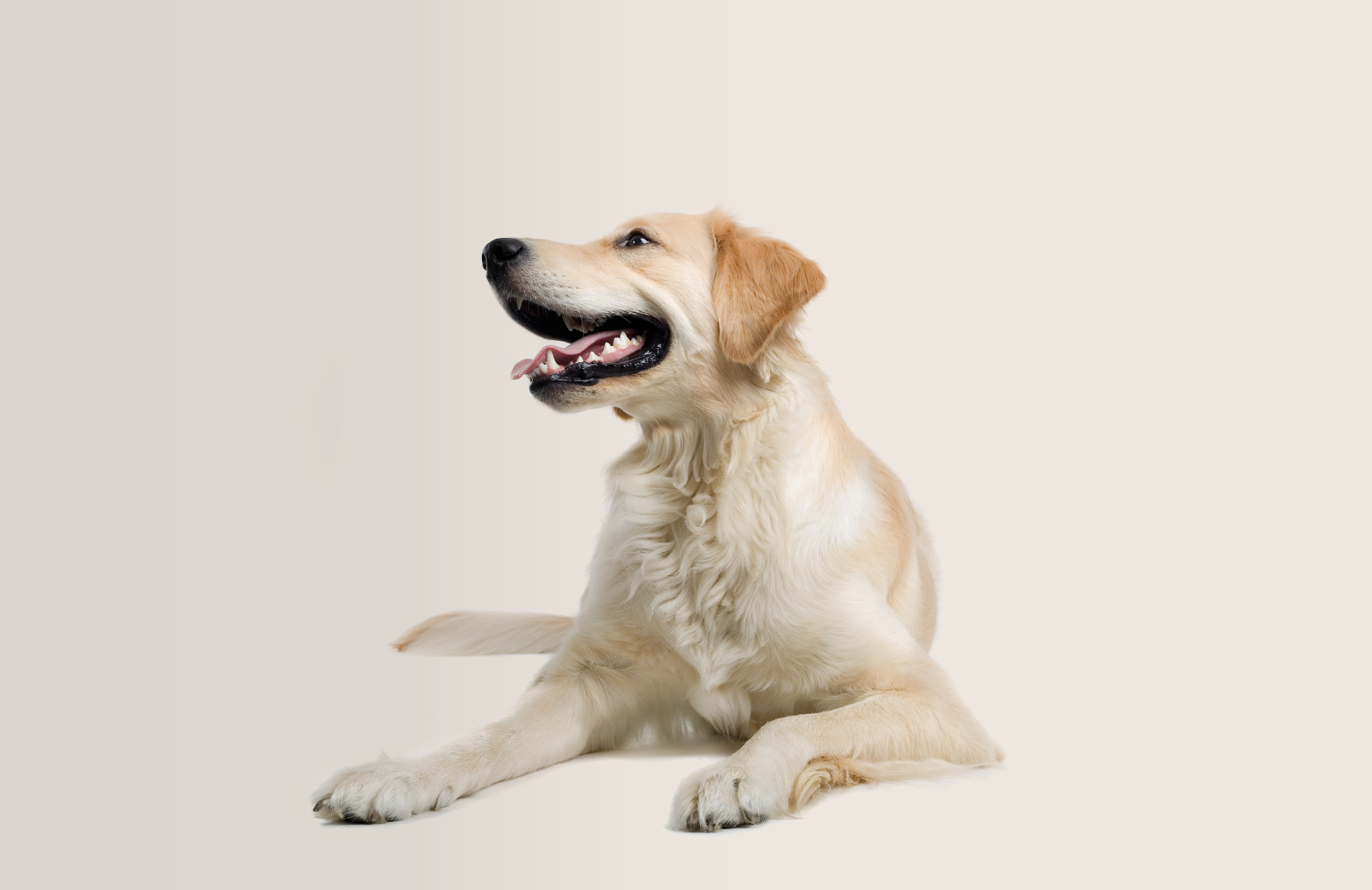 A golden retriever lying down, looking to the side with a happy expression, set against a soft cream background.