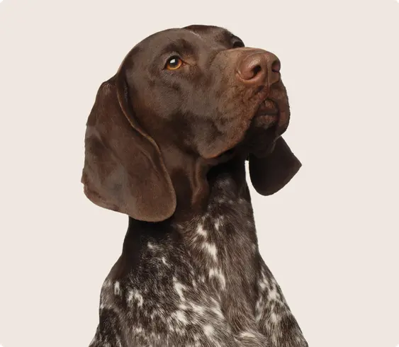 German shorthair pointer