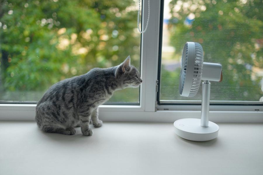 Gray cat enjoying air flow from portable electric fan on the windowsill